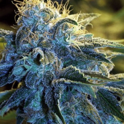 Auto Diesel Auto Diesel