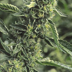 OG Kush Feminised OG Kush Feminised