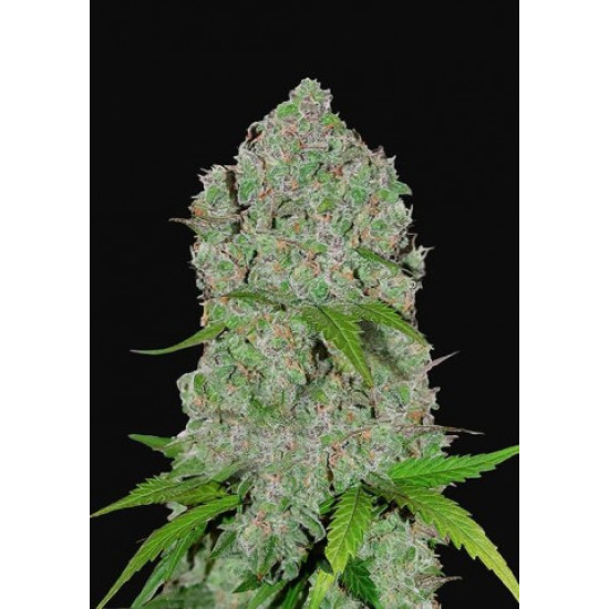 Orange Sherbet