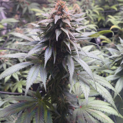 Pakistan Valley Feminised