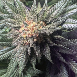 Pakistan Valley Feminised