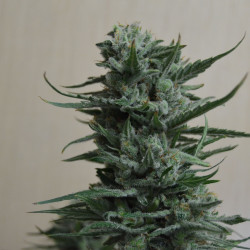 Siberian Haze Feminised