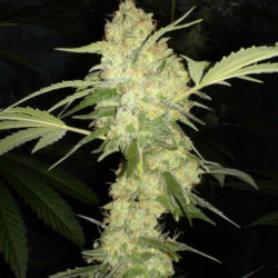 Super Skunk Feminised Super Skunk Feminised