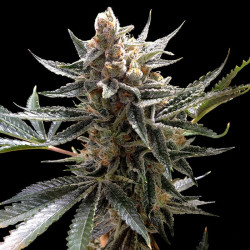 Tangie Feminised Tangie Feminised