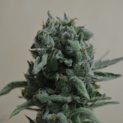 White Widow 47 Feminised