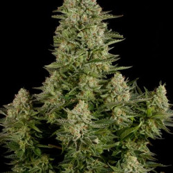 White Widow Feminised White Widow Feminised