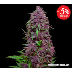 Purple Mazar Auto Purple Mazar Auto
