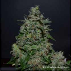 AK Kush Express AK Kush Express