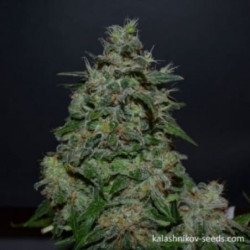 AK Kush Express AK Kush Express