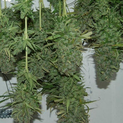 AK Kush Express AK Kush Express