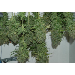 AK Kush Express AK Kush Express