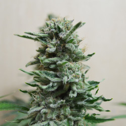 AK Skunk Auto Feminised AK Skunk Auto Feminised