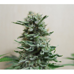 AK Skunk Auto Feminised AK Skunk Auto Feminised