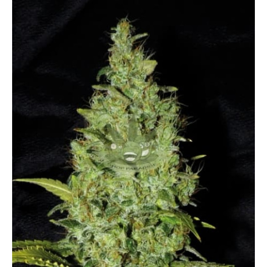 Auto AK 47 Auto AK 47