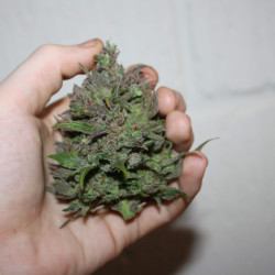 Auto AK 47 Auto AK 47