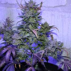 Auto AK 47 Auto AK 47