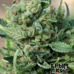 AK Peace Feminised AK Peace Feminised