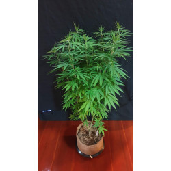 Big Altai Sativa Express