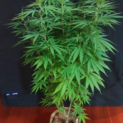 Big Altai Sativa Express
