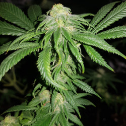 Amnesia Molotov Feminised