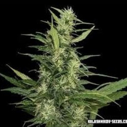 Amurskiy Giant Auto Feminised