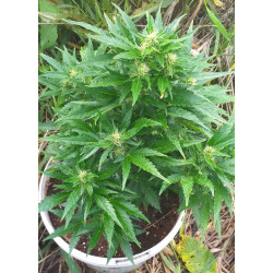 Auto Amnesia Auto Amnesia