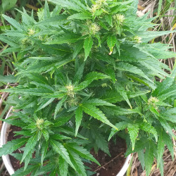 Auto Amnesia Auto Amnesia