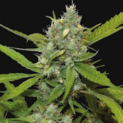 Auto Amnesia Feminised Auto Amnesia Feminised