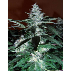 Auto Black Domina Feminised