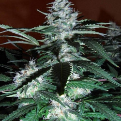 Auto Black Domina Feminised Auto Black Domina Feminised
