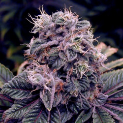 Auto Blueberry Feminised Auto Blueberry Feminised