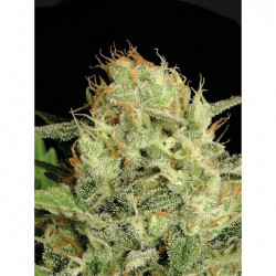 Auto Cheese Feminised Auto Cheese Feminised