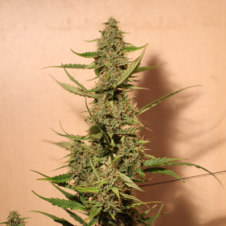 Auto Skunk Feminised Auto Skunk Feminised