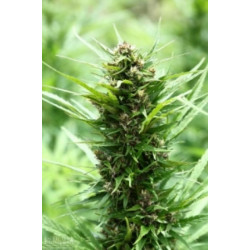 Auto Fruity Jack Feminised Auto Fruity Jack Feminised