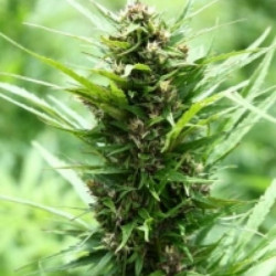 Auto Fruity Jack Feminised Auto Fruity Jack Feminised