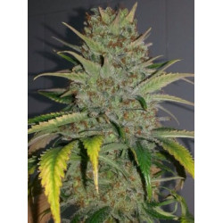 Black Donina x Bubble Gum Feminised Black Donina x Bubble Gum Feminised