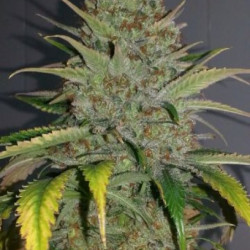 Black Donina x Bubble Gum Feminised