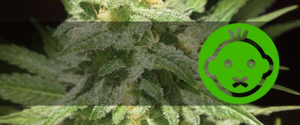 Для новичков