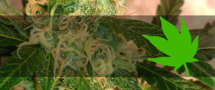 Индика семена