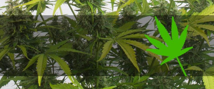 Сатива семена