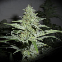 Auto Black Domina Auto Black Domina