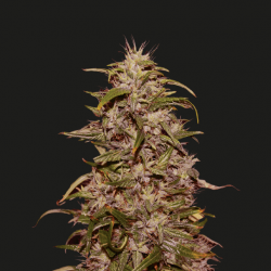 Big Altai Sativa Express