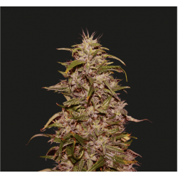 Big Altai Sativa Express