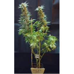 Blue Acid Auto Feminised Blue Acid Auto Feminised