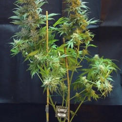 Blue Acid Auto Feminised Blue Acid Auto Feminised
