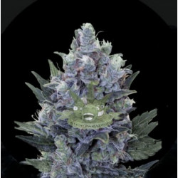 Auto Blue Queen Feminised Auto Blue Queen Feminised