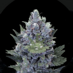 Auto Blue Queen Feminised