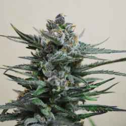 Blue Acid Auto Feminised Blue Acid Auto Feminised