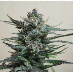 Blue Acid Auto Feminised Blue Acid Auto Feminised