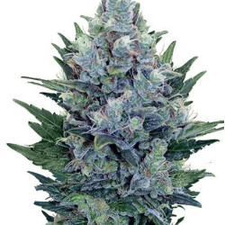 Auto Blue Cheese Auto Blue Cheese